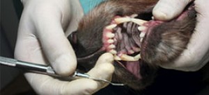 En hunds mun under operation